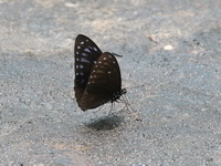 Great Blue Mime - ssp talearchus - form telearchus  - Phu Chong Na Yoi NP