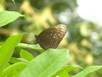 Great Crow - ssp castelnaui - female  - Phuket