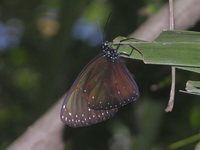 Great Crow - ssp castelnaui - male  - Phuket
