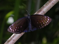 Great Crow - ssp castelnaui - male  - Phuket