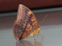 Great Duffer - ssp perakensis - male  - Mu Koh Surin NP