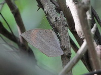 Great Duffer - ssp timora - female  - Phu Suan Sai NP