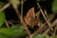 Great Duffer - ssp timora - male  - Kaeng Krachan NP