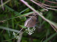Great Eggfly - ssp jacintha - female  - Phuket