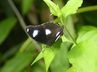 Great Eggfly - ssp jacintha - male  - Phuket