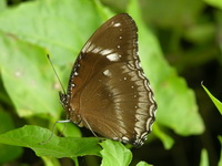 Great Eggfly - ssp jacintha - male  - Phuket