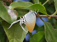 Great Imperial - ssp anasuja - female  - Betong