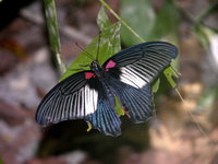 Great Mormon - ssp agenor - female form butlerianus  - Phuket