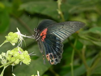 Great Mormon - ssp agenor - female form esperi  - Phuket