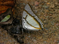 Great Nawab - ssp nigrobasalis - male  - Kaeng Krachan NP