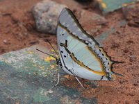 Great Nawab - ssp nigrobasalis - male  - Ta Phraya NP