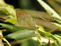 Great Orange Tip - ssp glaucippe - male  - Phuket