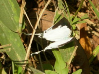 Great White-imperial - ssp hiemalis - male  - Sri Phang Nga NP