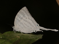 Great White-imperial - ssp hiemalis  - Kaeng Tana NP