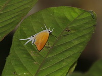 Green Imperial - ssp terana  - Bang Lang NP