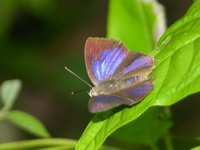 Green-scaled Acacia Blue - ssp amisena - male  - Phuket