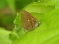 Green-scaled Acacia Blue - ssp amisena  - Phuket