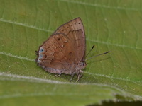 Green-scaled Acacia Blue - ssp amisena  - Bang Lang NP