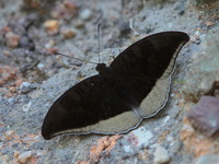 Grey Count - ssp cognata  - Khao Kitchakut NP