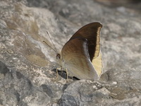 Grey Count - ssp cognata  - Lampang