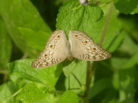 Grey Pansy - ssp atlites - male  - Phuket