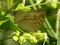 Grey Pansy - ssp atlites - male  - Phuket