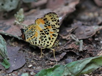 Himalayan Jester - ssp sinis  - Khao Luang Krung Ching NP
