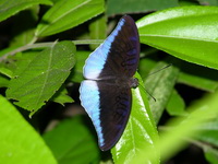 Horsfield's Baron - ssp puseda - male  - Phuket