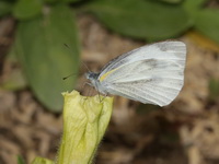 Indian Cabbage White - ssp canidia  - Huai Nam Dang NP