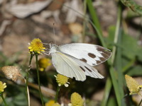 Indian Cabbage White - ssp canidia  - Mae Wong NP