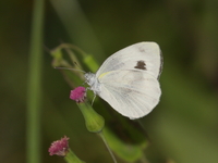 Indian Cabbage White - ssp canidia  - Betong