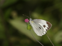 Indian Cabbage White - ssp canidia  - Betong