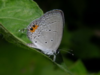 Indian Cupid - ssp lacturnus - male  - Doi Suthep-Pui NP