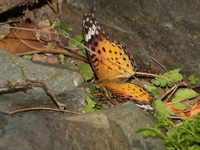 Indian Fritillary - ssp hyperbius - female  - Doi Tung