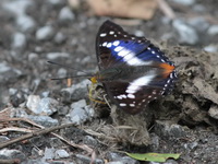 Indian Purple Emperor - ssp miranda - male  - Phu Khieo WS