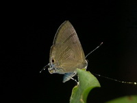 Indigo Flash - ssp orseis - male  - Phuket