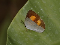 Indo-chine Sunbeam - ssp indosinica - female  - Baan Maka