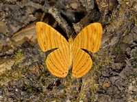 Intermediate Maplet - ssp rahrioides  - Khao Yai NP