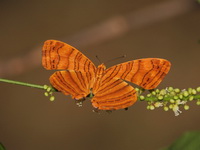 Intermediate Maplet - ssp rahrioides  - Baan Maka