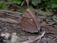Jungleglory - ssp splendens - female  - Kaeng Krachan NP