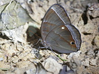 Jungleglory - ssp splendens - female  - Phu Khieo WS
