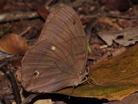 Jungleglory - ssp splendens - male  - Khao Soi Dao WS