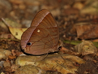 Jungleglory - ssp splendens - male  - Baan Maka