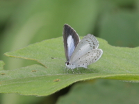 Jyntea Hedge Blue - ssp jynteana  - Doi Inthanon NP