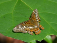 Knight - ssp malayana - female  - Phuket