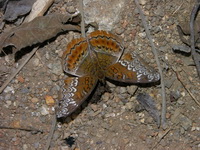 Knight - ssp malayana - female  - Phuket