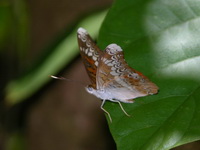 Knight - ssp malayana - male  - Phuket