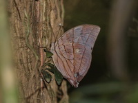 Koh-I-Noor - ssp annamensis - male  - Khao Kitchakut NP