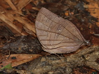 Koh-I-Noor - ssp dilucida - male  - Kaeng Krachan NP