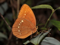 Large Faun - ssp incerta  - Phu Langka NP
